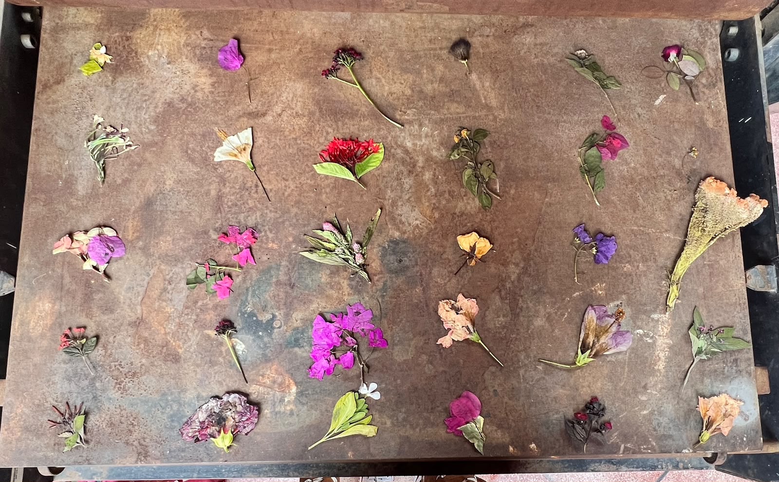 Four Weeks of Flowers